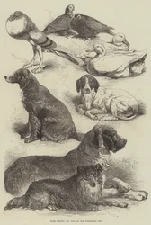 Prize Poultry and Dogs at the Birmingham Show